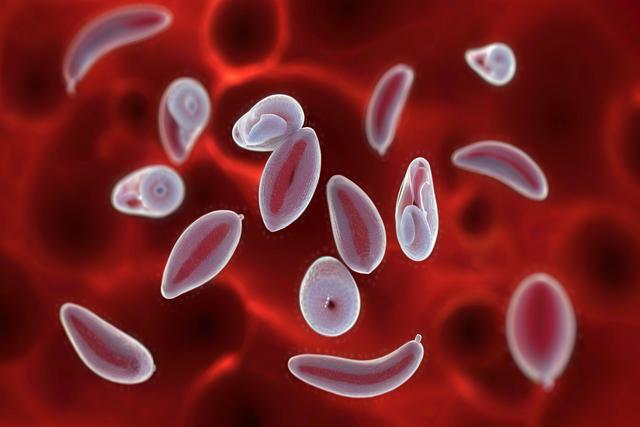Toxoplasma Gondii infekzioa katu eta txakurretan ulertzea: sintomak, diagnostikoa eta tratamendua