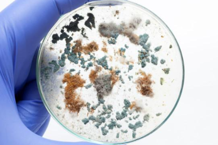 LEHIAKETA MICROBIAL LAGUNTZAREKIN LEGEPTICASE SOY salda fidagarria ziurtatzea Baibo Bioteknologiaren eskutik: laborategi globaletarako aukerarik gogokoena