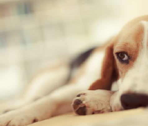 Zehaztutako haurdunaldiaren haurdunaldi zehatzak txakurrak: Babioko Canine Rellain (RLN) proba kitak emaitza azkarrak eskaintzen ditu