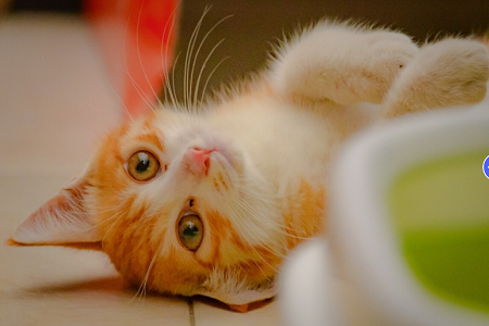Babio Feline / Canine Heartworm Antigen (FCHW AG) Test Kit: Pet Osasun Diagnostiko zehatzak, azkarrak eta fidagarriak