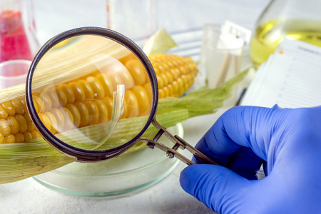 Babioko Okratoxina Test Kaskota azkarra - Elikagaien Segurtasun Globala bermatzea