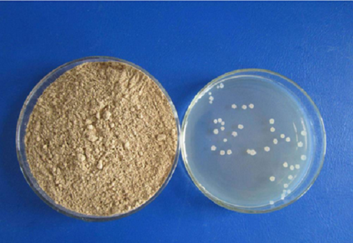 LB Ertaina (Lennox) Granule by Babio-k: Kalitate handiko Kultur Komunikabideak E. Coli Ikerketarako