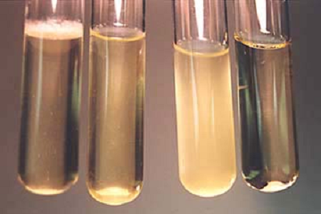 Babio-k errendimendu handiko garuneko bihotzeko infusio-salda merkaturatzen du Mikrobiologia Globaleko laborategietarako