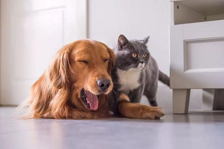 Babiok TOXO Ab Test Kit-a abiarazten du Toxoplasmaren Antigorputzak Azkar detektatzeko Maskotetan