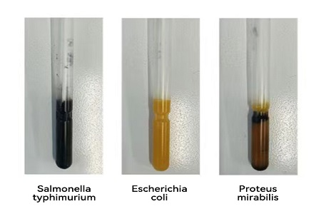 BABIO-k errendimendu handiko garraio-euskarria (SS mota) abiarazten du mikrobioen laginen transferentzia global fidagarrirako
