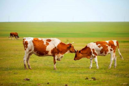 BABIO-k sentsibilitate handiko behien haurdunaldiko proba azkarreko kit-a aurkezten du behi-hazkuntza modernorako