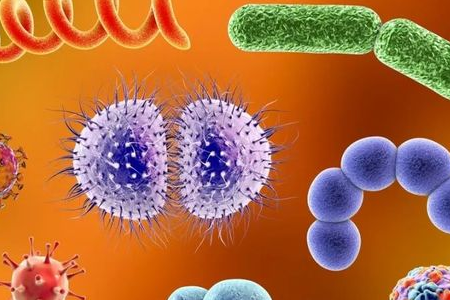 BABIOk Salmonella Shigella aberasteko euskarria abiarazten du patogeno enterikoen garraio fidagarrirako