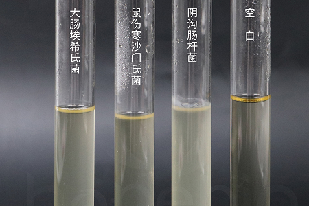 Babio Biotechnology-k errendimendu handiko garuneko bihotzeko infusio-salda abiarazten du mikrobioen hazkuntza fidagarrirako