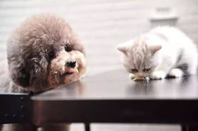 FPV Ag Test Kit azkarra izurriteen birusak hautemateko