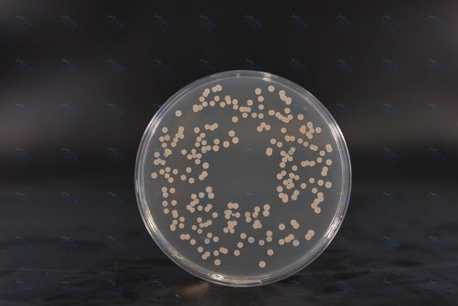 Garuneko Bihotz Infusio Agar: Bakterioen Kulturarako Mantenugai-Aberatsa